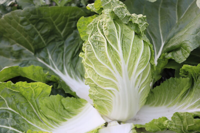 収穫適期のタイニーシュシュ