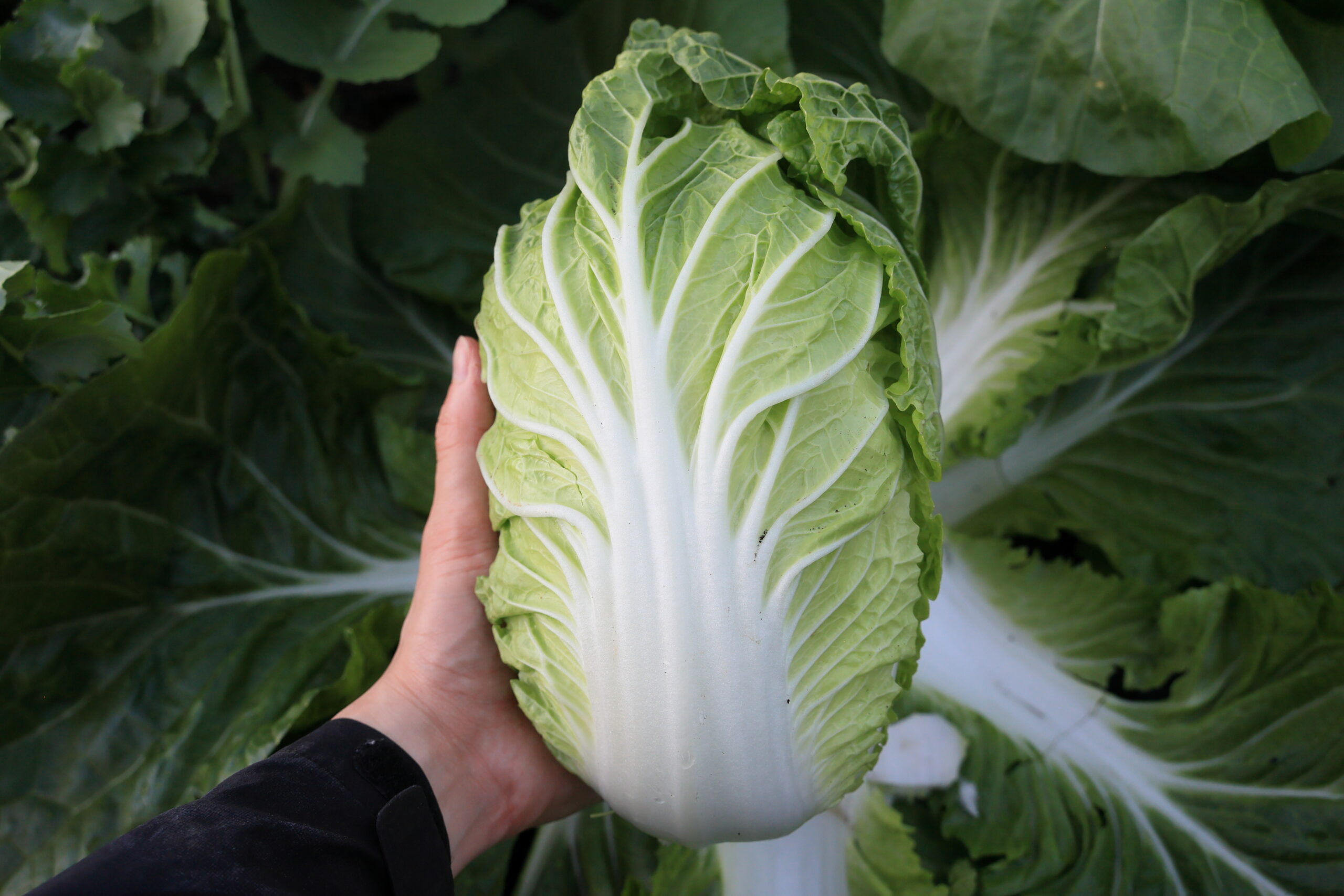 タイニーシュシュは片手で持てる