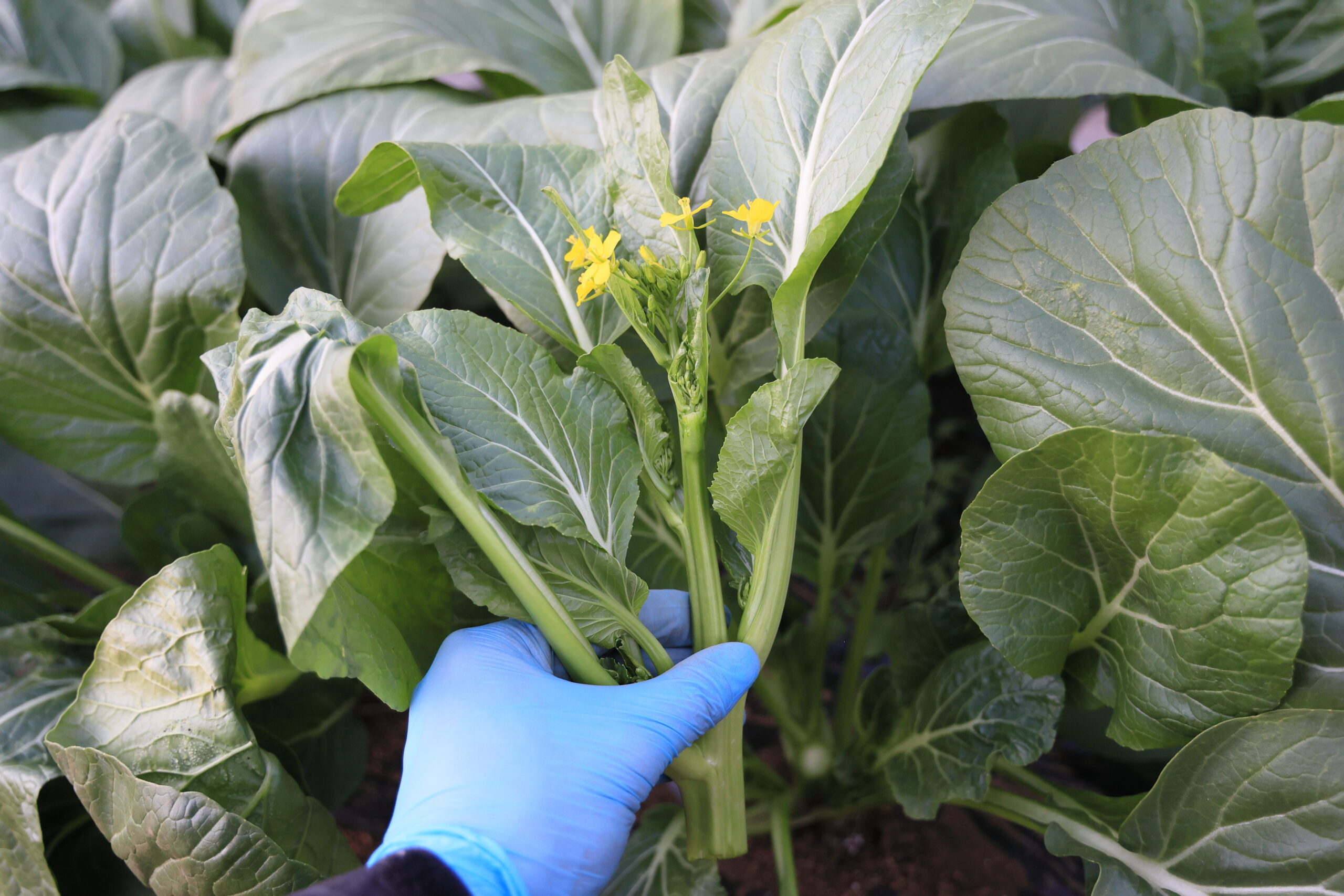 アスパラ菜は摘み取り方式で長く収穫を楽しめる