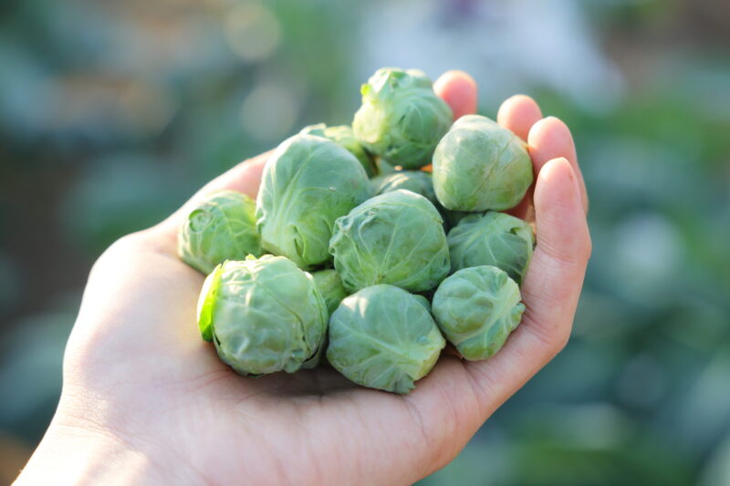 収穫した早生子持