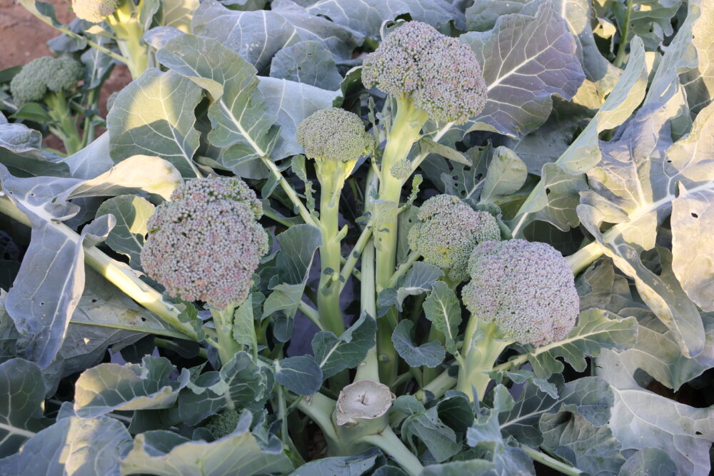 わき芽をたくさん残すと2個目以降が大きくならない