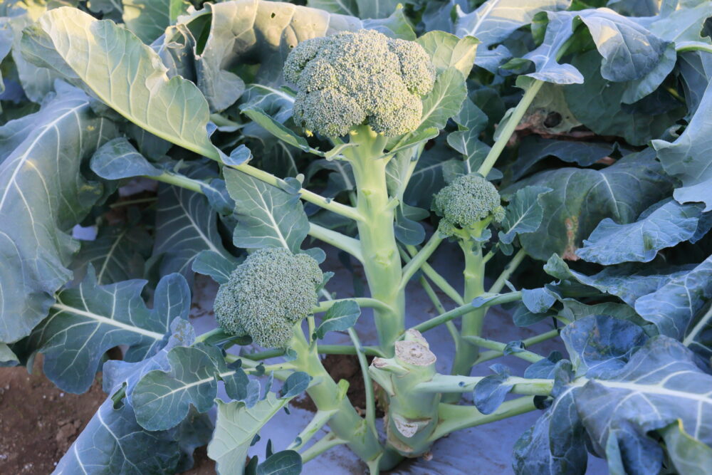 夢ひびきは1株から4〜5個のブロッコリーを収穫できる