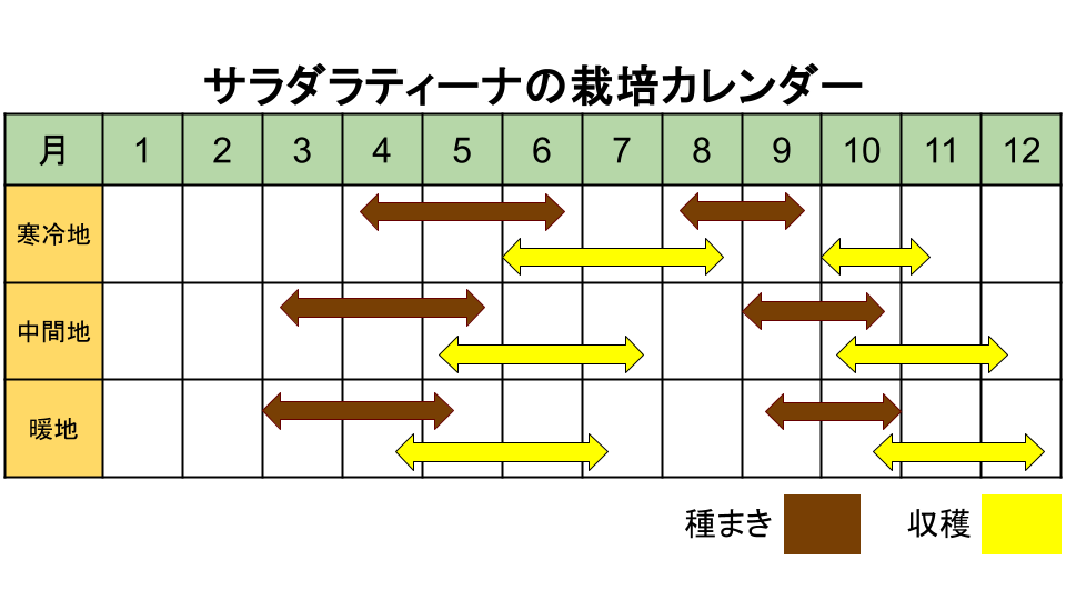サラダラティーナの栽培カレンダー