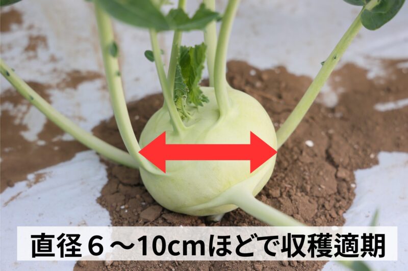 直径6~10cmで収穫適期