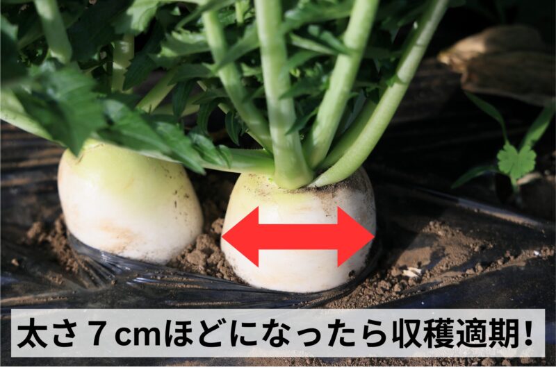 ころっ娘は太さ７cmほどになったら収穫適期