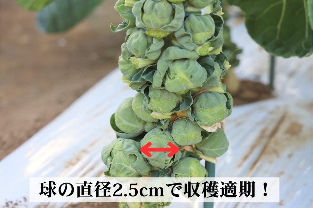 早生子持は球の直径が2.5cmほどまで大きくなったら収穫適期