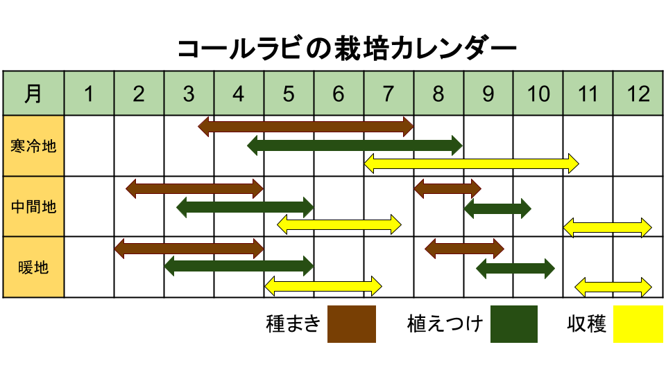 コールラビの栽培カレンダー