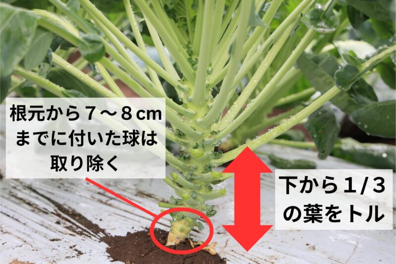 1回目の葉かきでは下から1/3ほどの葉を取り除く