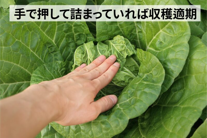 手で押して詰まっていれば収穫適期