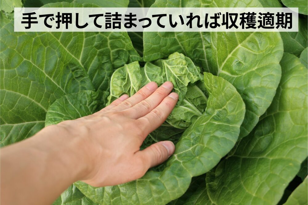 手で押して詰まっていれば収穫適期