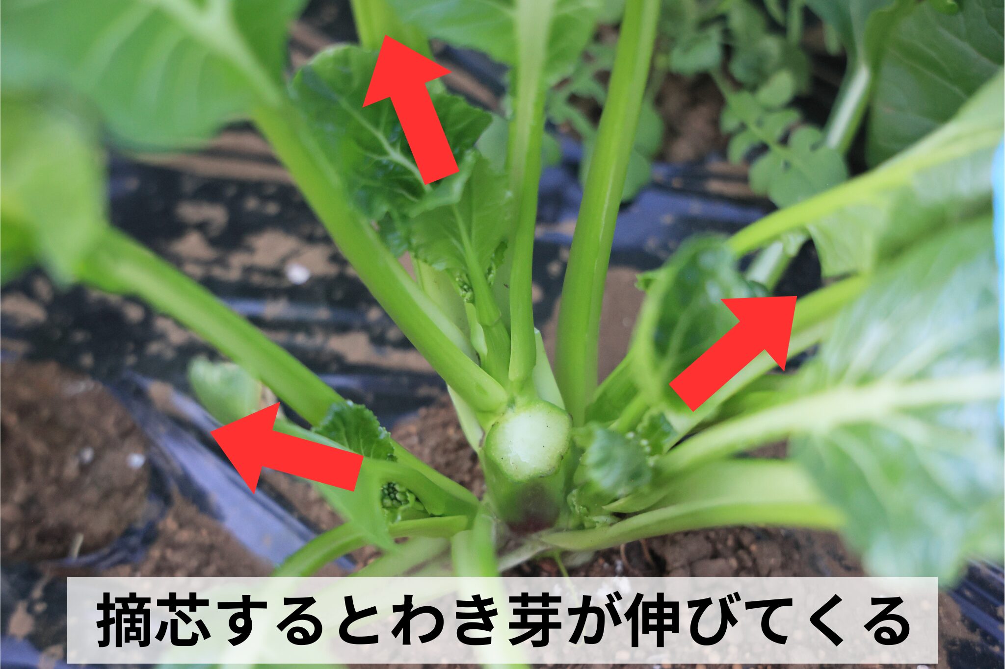 摘芯するとわき芽が伸びてくる