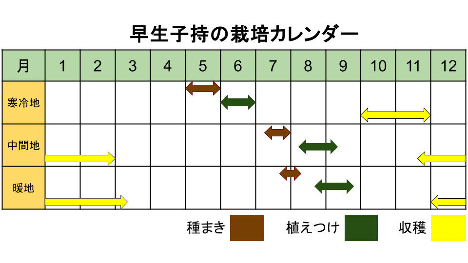 早生子持の栽培カレンダー