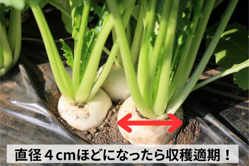 直径４cmほどになったら収穫適期