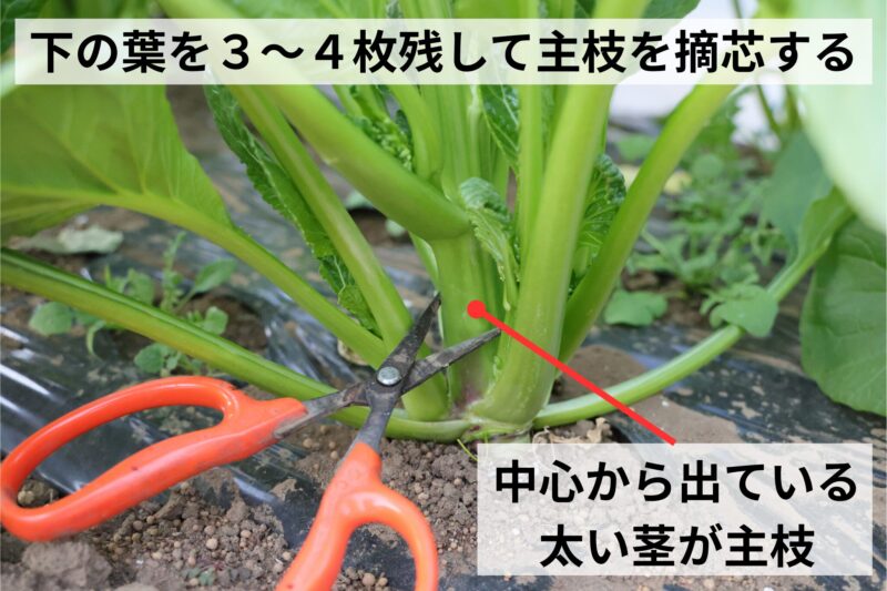 下の葉を３～４枚ほど残して主枝を摘芯