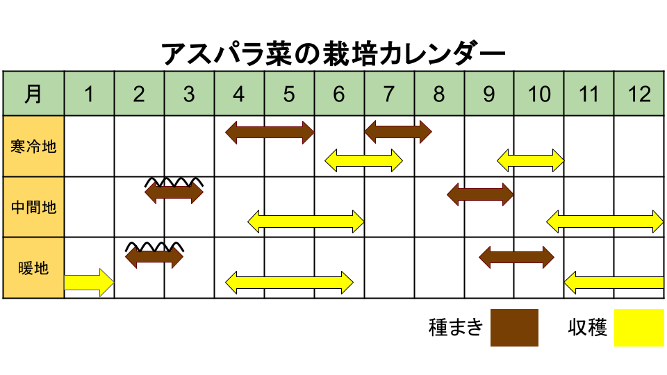 アスパラ菜の栽培カレンダー