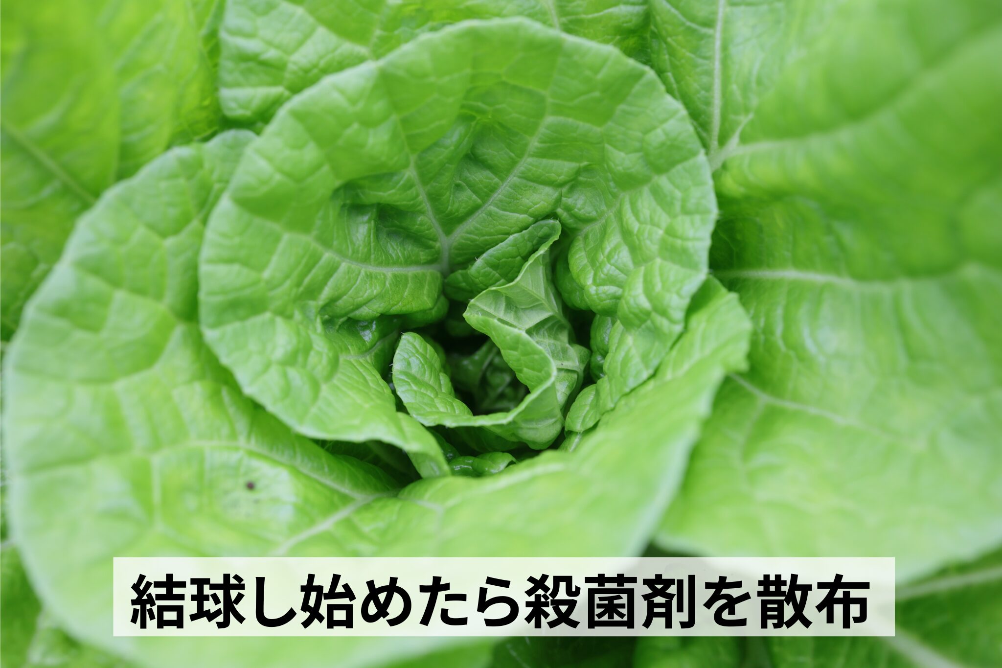 生育順調でも殺菌剤は散布する