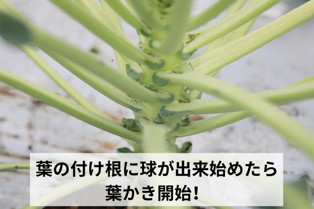 葉の付け根に球が出来始めたら葉かき開始