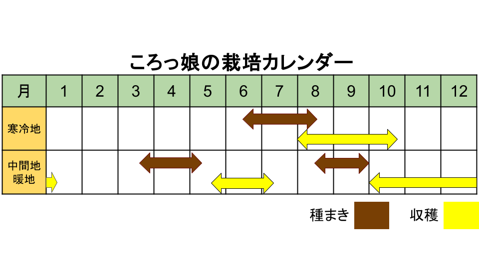 ころっ娘の栽培カレンダー
