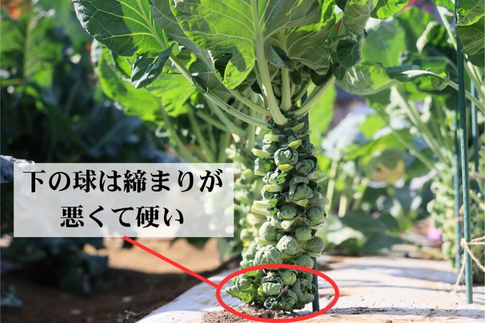 下の球は締まりが悪くて硬い