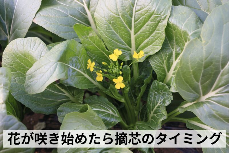 花が咲き始めたら摘芯のタイミング