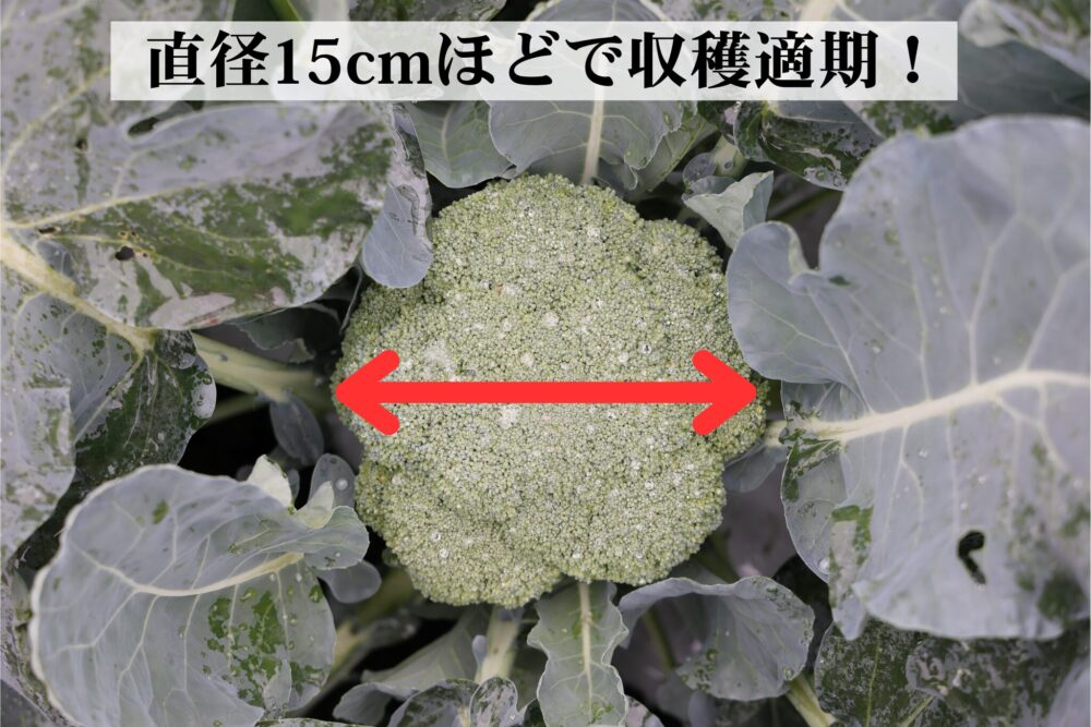 夢ひびきの収穫目安は直径15cmほど