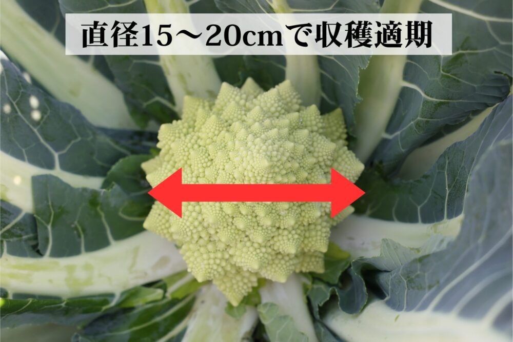 ロマネスコの収穫の目安は直径15～20cm