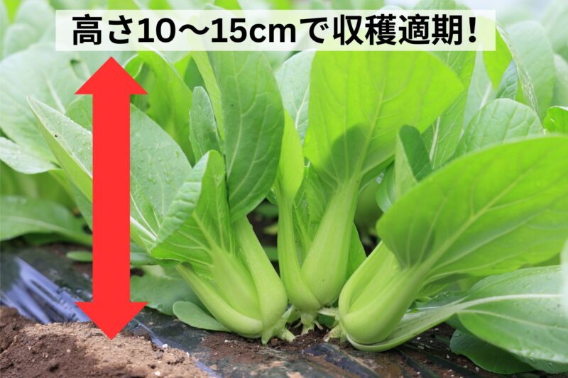 シャオパオは高さ10～15cmほどで収穫適期