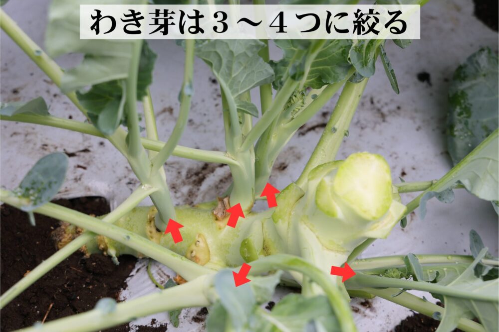 夢ひびきのわき芽は3~4つに絞る