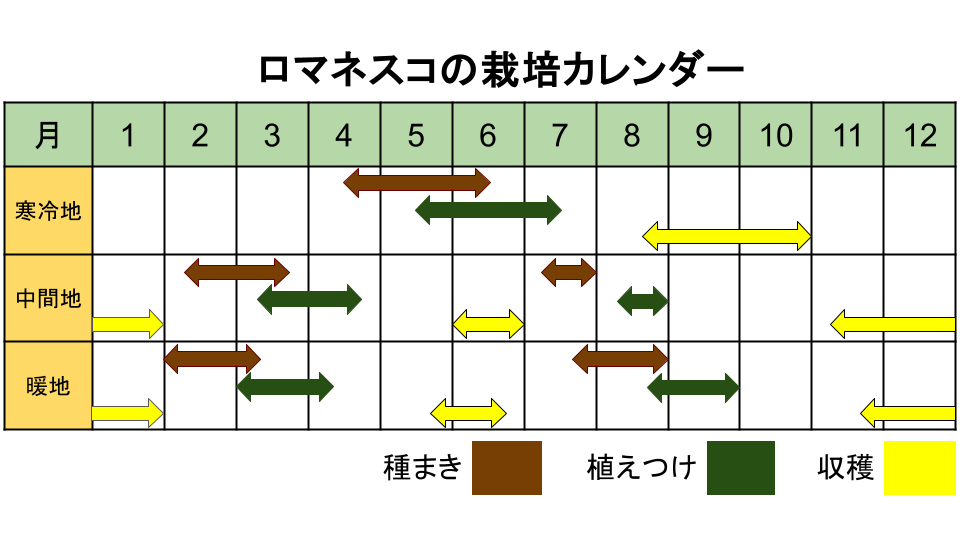 ロマネスコの栽培カレンダー