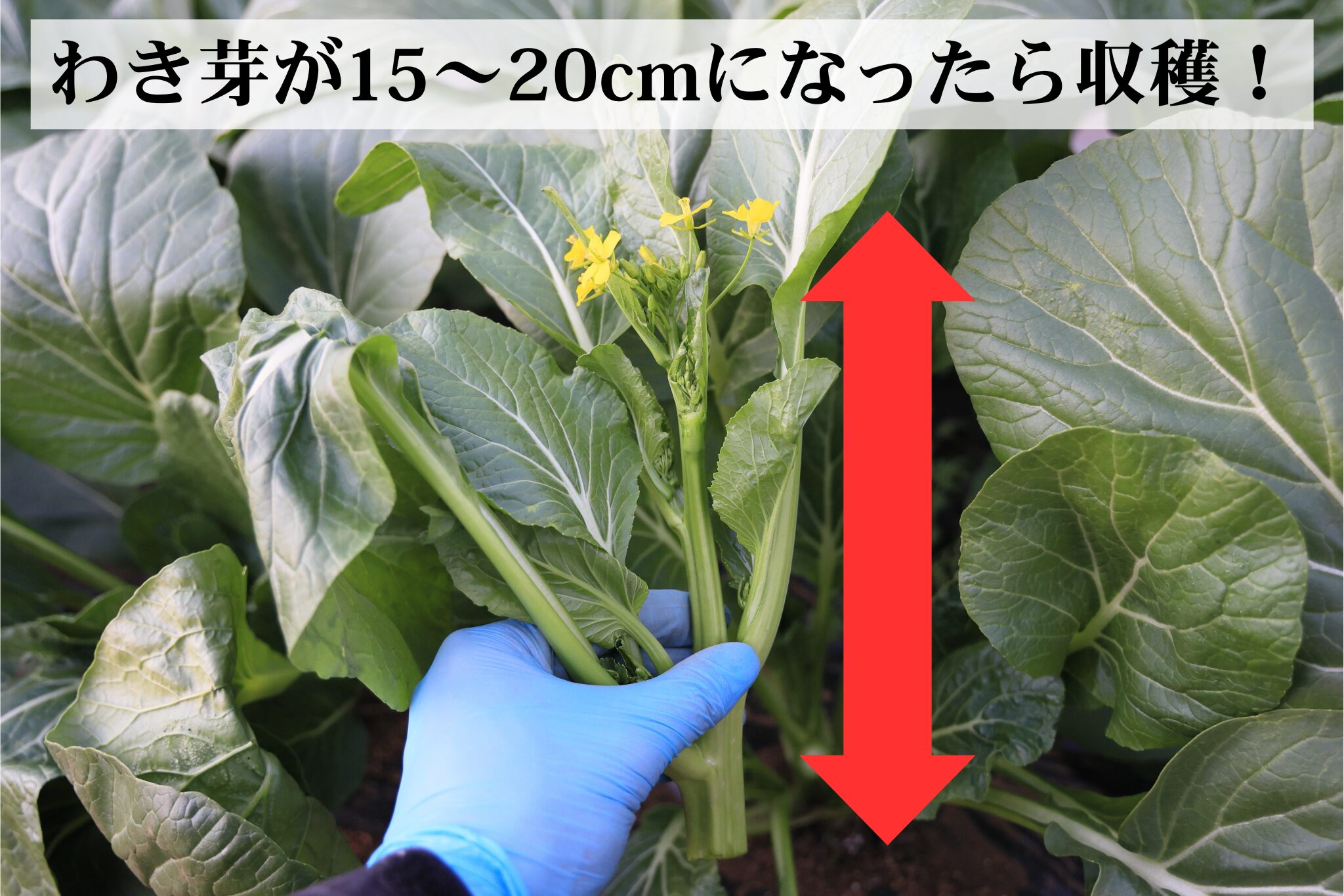わき芽が15～20cmになったら摘み取って収穫する