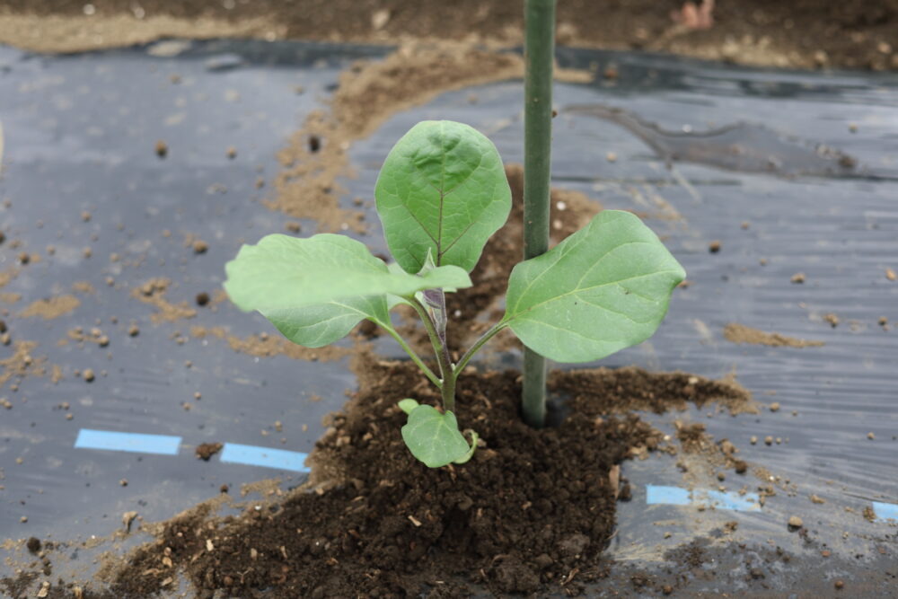 植えつけた苗