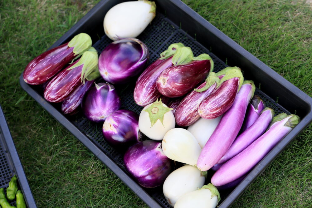 ナス一つとってもいろんな種類を楽しめる