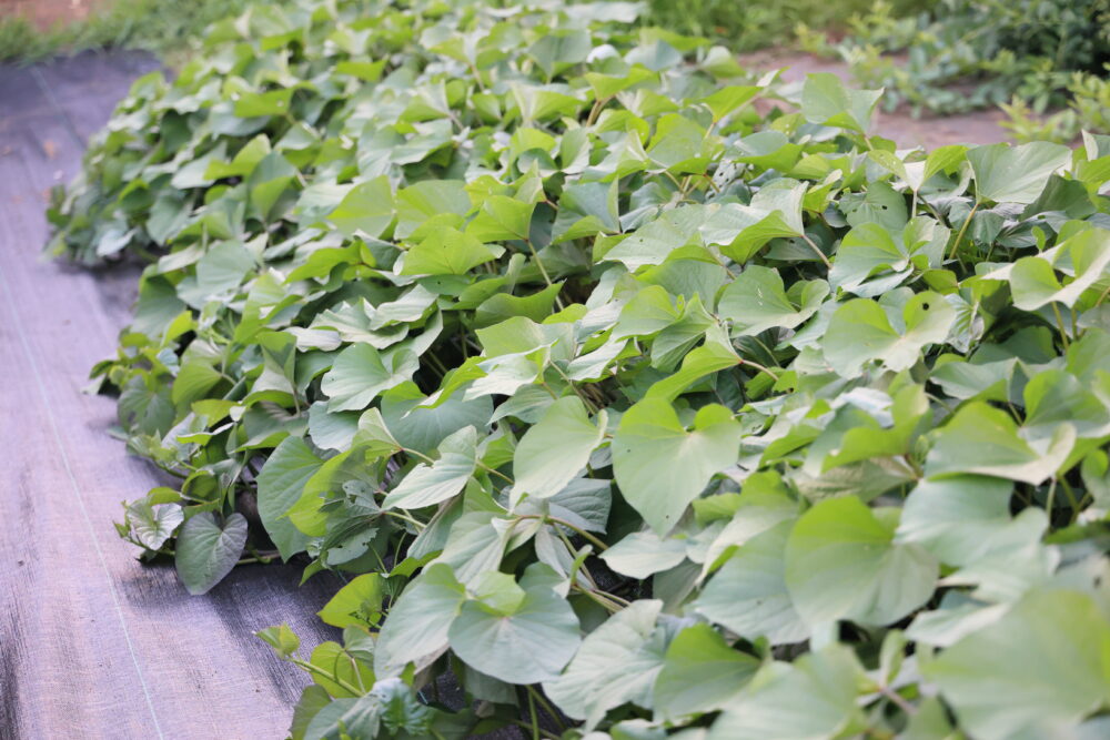 生育中の紅あずま