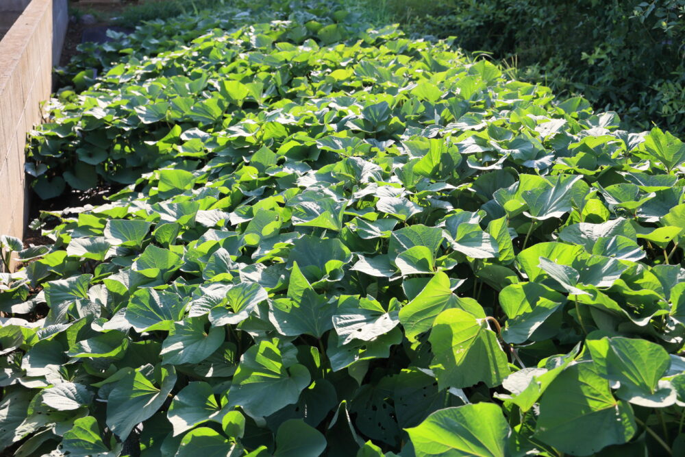 つる返し前の紅あずま