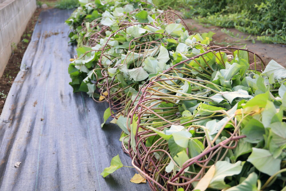 つる返し後の紅あずま