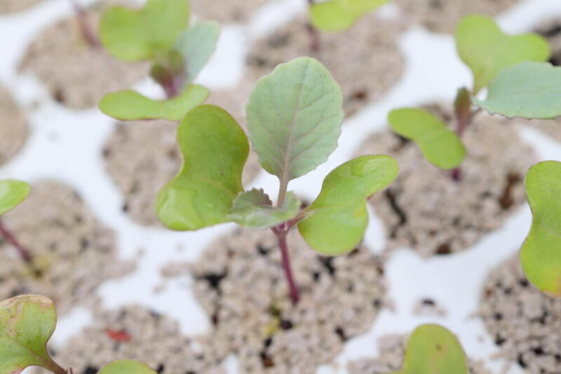 本葉２～３枚ほどになったら植えつけ適期