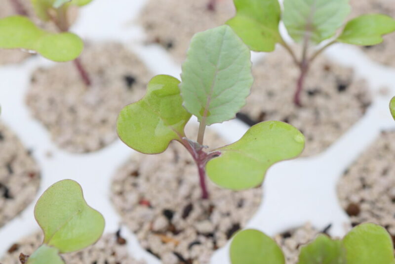 本葉２～３枚ほどになったら植えつけ適期