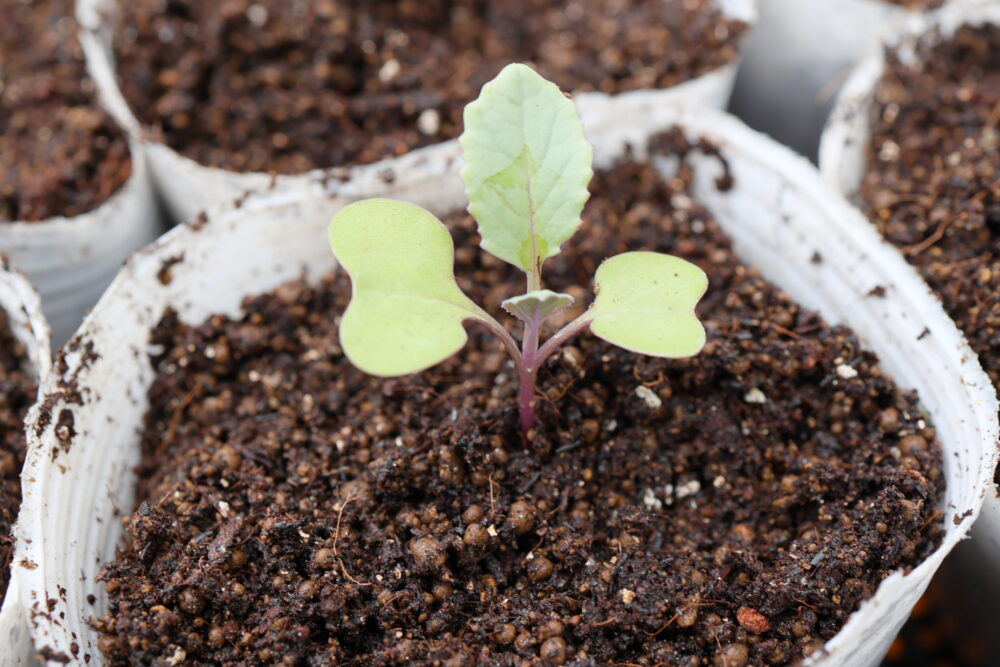 葉１～２枚の頃、成長の良い株を１本残して残りを間引く