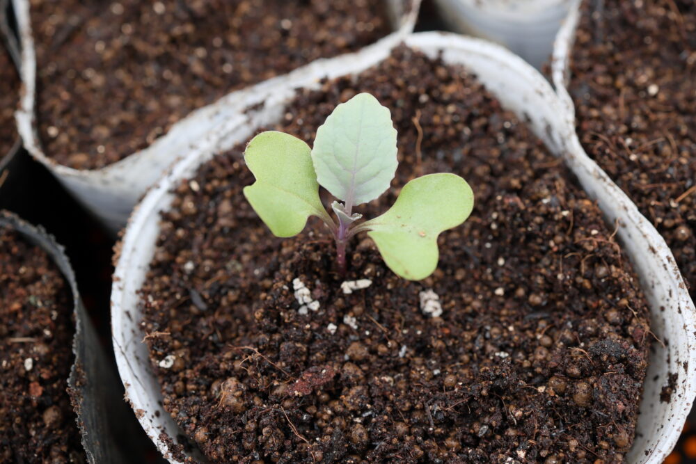 本葉１～２枚の頃、成長の良い株を１本残して残りを間引く