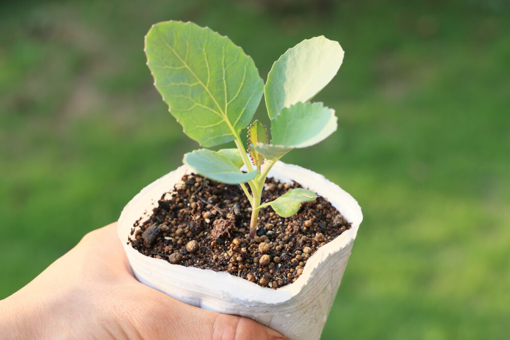 本葉４～５枚になったら植えつけ適期