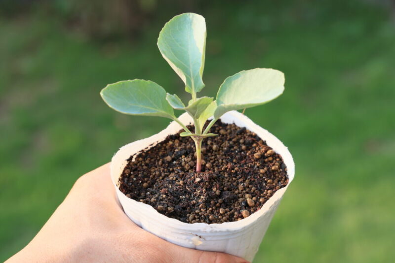 本葉４～５枚になったら植えつけ適期