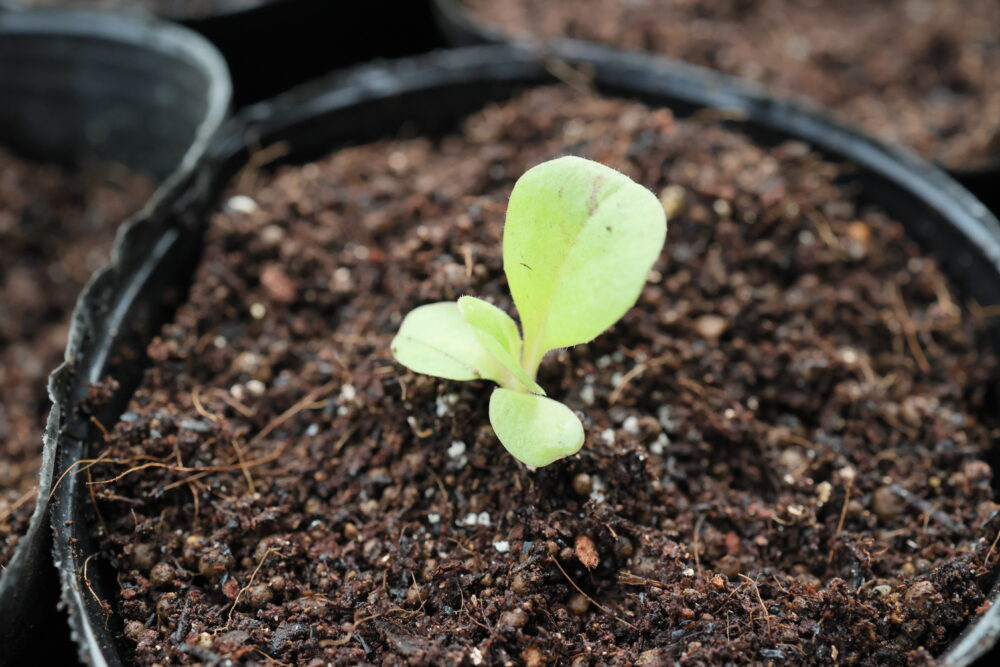 1本立ちにしたトレビス苗