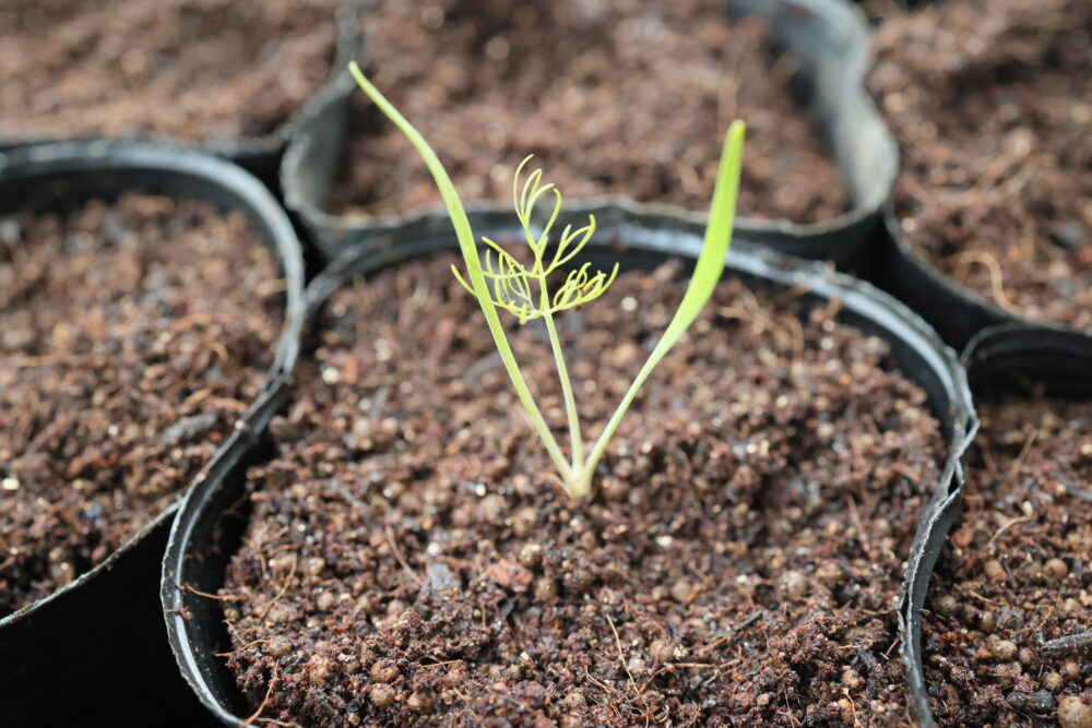 本葉１～２枚で１本立ちしたフェンネル苗