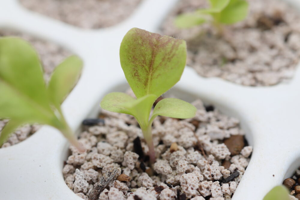 本葉2~3枚で植えつけ適期のトレビス苗