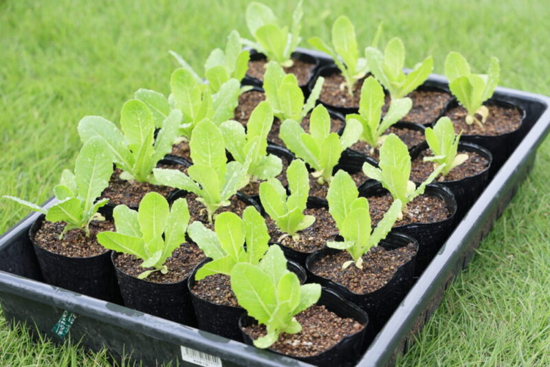 植えつけ適期のロメインレタス苗