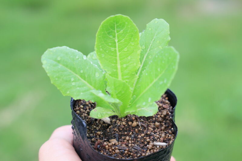 植えつけ適期のロメインレタス苗