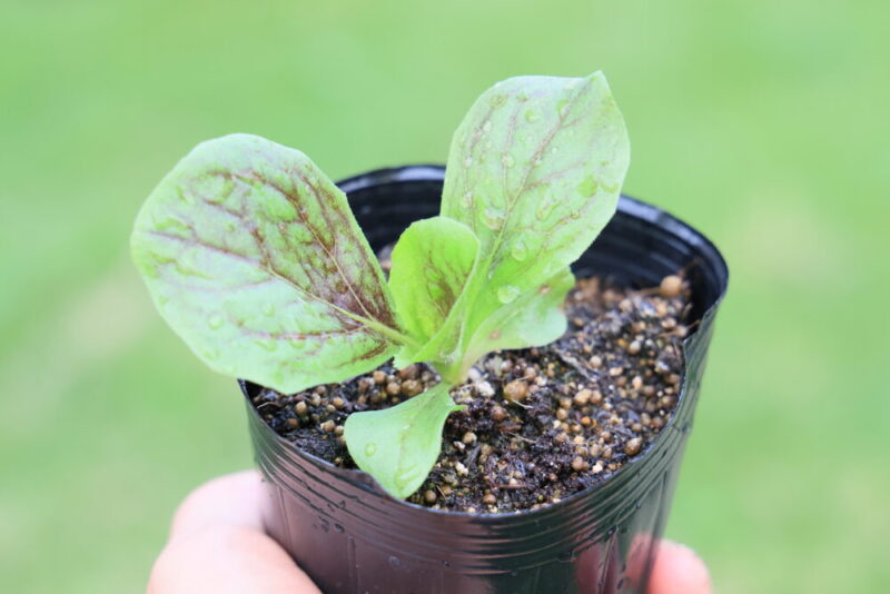 本葉４～５枚で植えつけ適期のトレビス苗