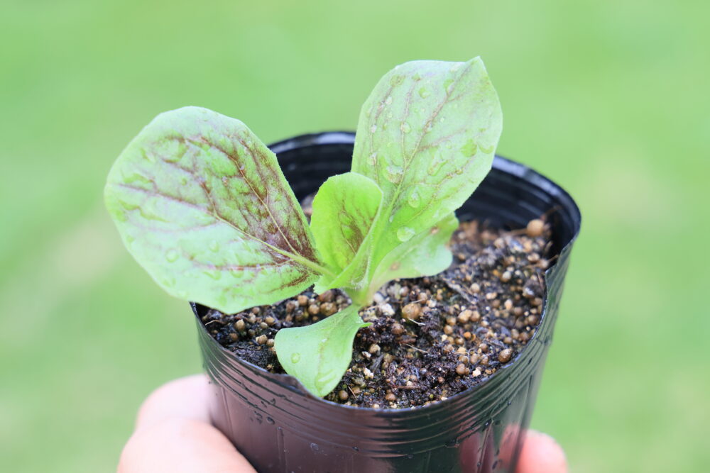 本葉4~5枚で植えつけ適期のトレビス苗