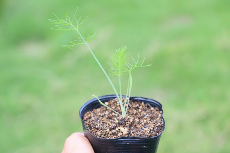 本葉３～４枚で植えつけ適期のフェンネル苗