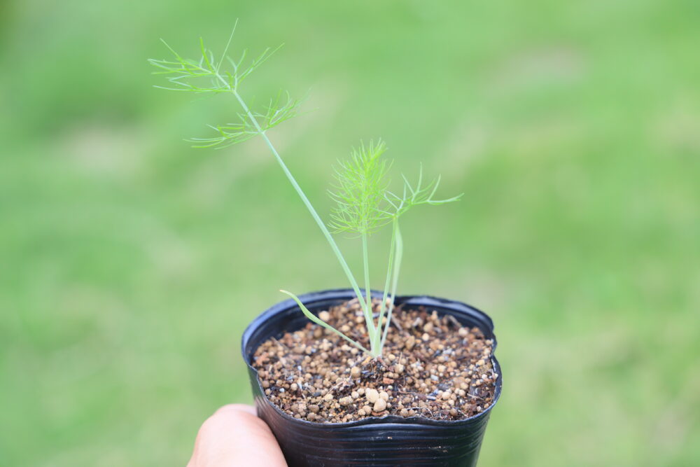 本葉３～４枚で植えつけ適期のフェンネル苗